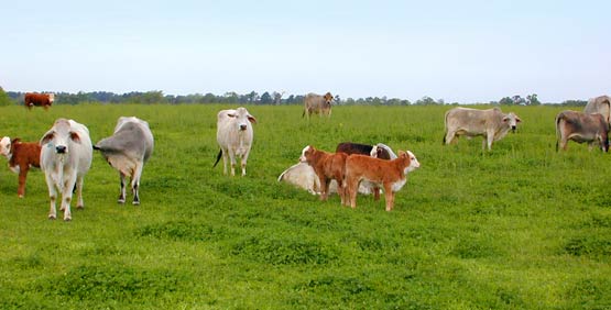 cows-in-clover